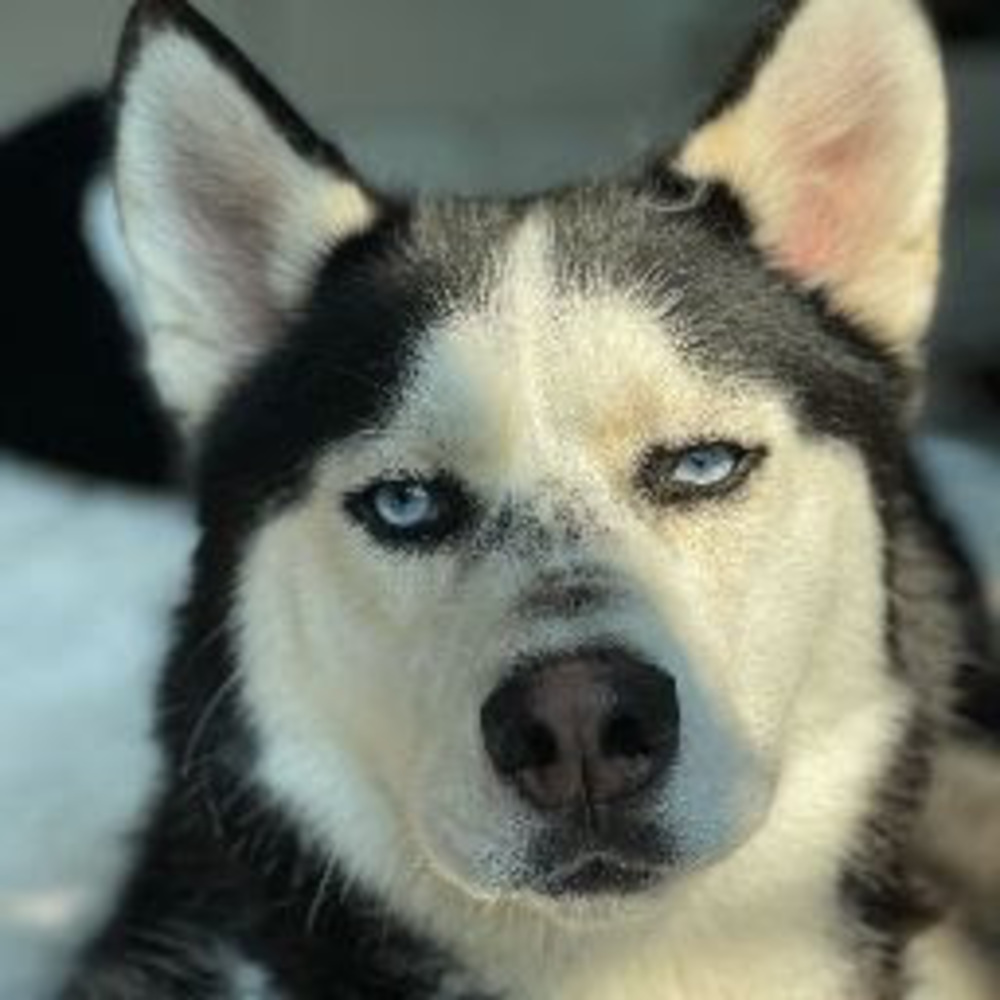 Meet your Posher, Joshi